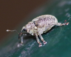 Ceutorhynchus pallidactylus