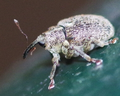 Ceutorhynchus pallidactylus