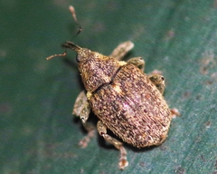 Ceutorhynchus pallidactylus