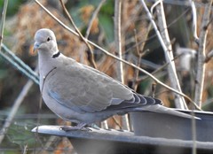 Streptopelia decaocto