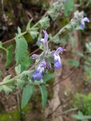 Salvia cuspidata