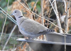 Streptopelia decaocto