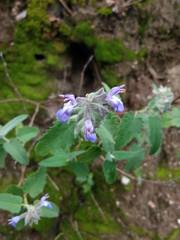 Salvia cuspidata