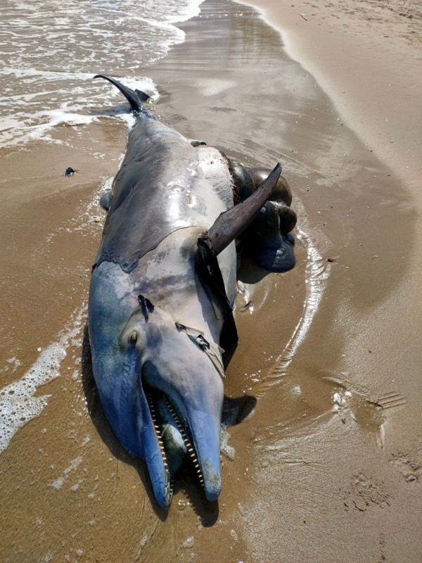 Tursiops truncatus<br>21 September, 2021