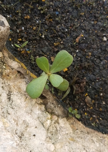 Portulaca oleracea