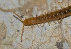 Henia vesuviana