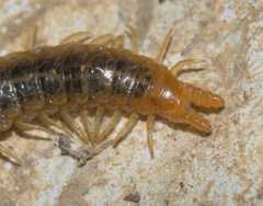 Henia vesuviana