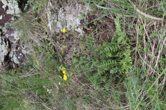 Potentilla pimpinelloides