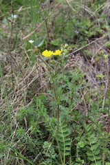 Potentilla pimpinelloides