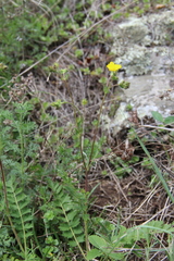 Potentilla pimpinelloides