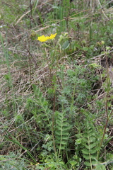 Potentilla pimpinelloides