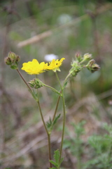 Potentilla pimpinelloides