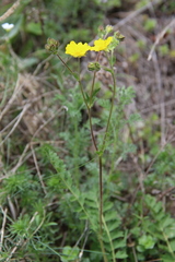 Potentilla pimpinelloides