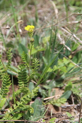 Potentilla pimpinelloides