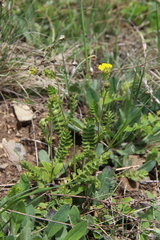 Potentilla pimpinelloides