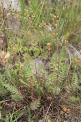 Potentilla pimpinelloides