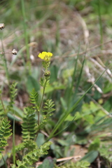 Potentilla pimpinelloides