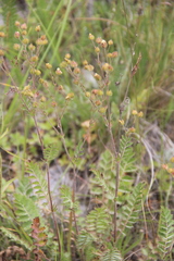 Potentilla pimpinelloides