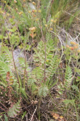 Potentilla pimpinelloides