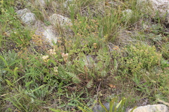 Potentilla pimpinelloides