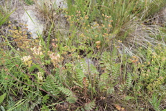 Potentilla pimpinelloides
