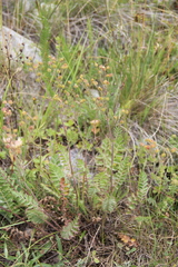Potentilla pimpinelloides