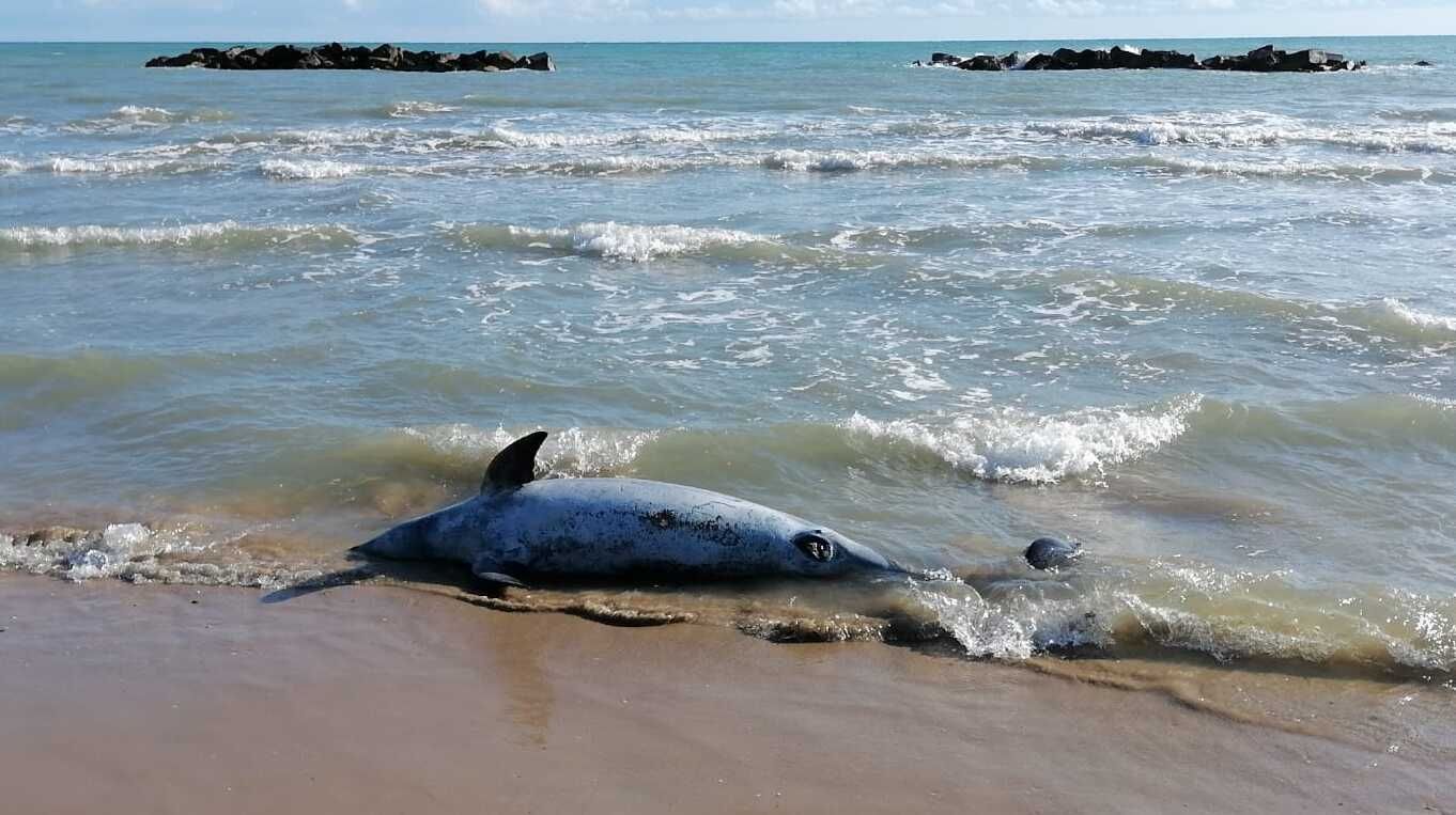 Tursiops truncatus<br>01 October, 2021