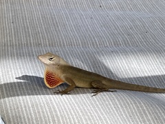 Anolis sagrei