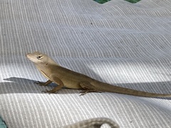 Anolis sagrei
