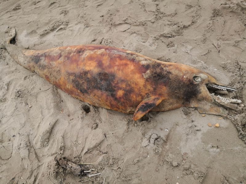 Tursiops truncatus<br>10 October, 2021