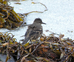 Cinclodes taczanowskii