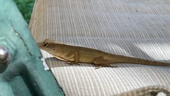 Anolis sagrei