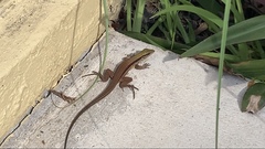 Ameiva ameiva
