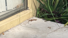 Ameiva ameiva