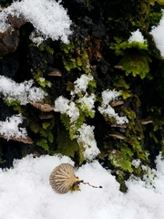 Hohenbuehelia grisea