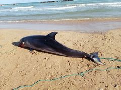 Tursiops truncatus
