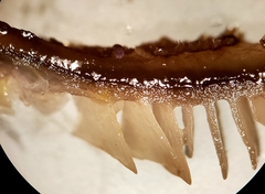 Hohenbuehelia grisea