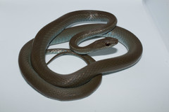 Mastigodryas danieli