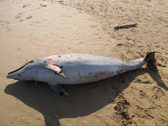 Tursiops truncatus