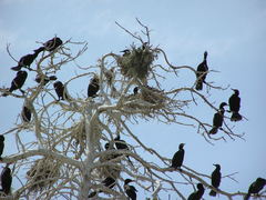 Nannopterum brasilianum