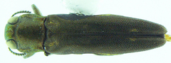 Agrilus neoprosopidus