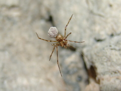 Kryptonesticus eremita