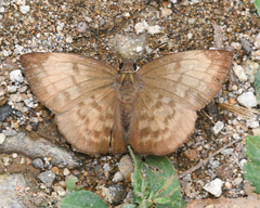 Achlyodes pallida