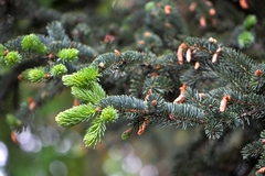 Picea asperata