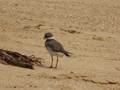 Charadrius hiaticula