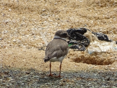 Charadrius hiaticula