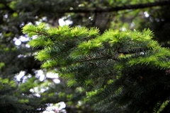 Picea asperata