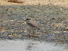 Charadrius hiaticula