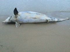Tursiops truncatus