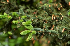 Picea asperata